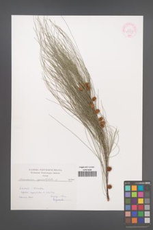 Casuarina equisetifolia [KOR 44537]