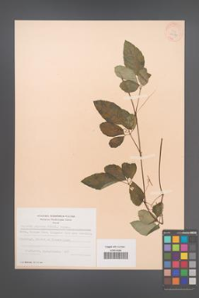 Cayratia japonica [KOR 28290]