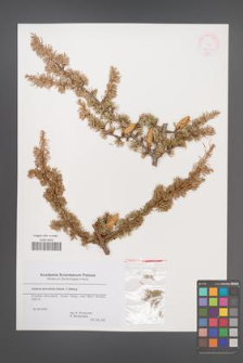 Cedrus brevifolia [KOR 44744]