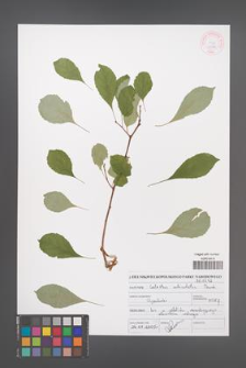 Celastrus orbiculatus [KOR 46944]