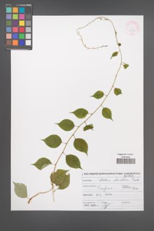 Celastrus orbiculatus [KOR 46947]