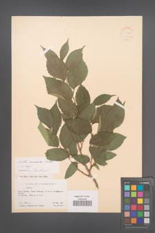 Celtis caucasica [KOR 12562]