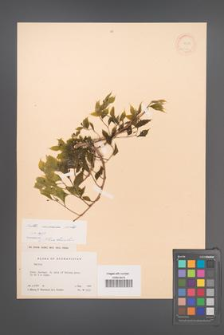 Celtis caucasica [KOR 12566]