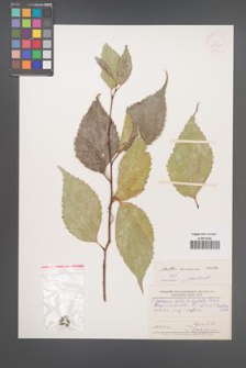 Celtis caucasica [KOR 12568]