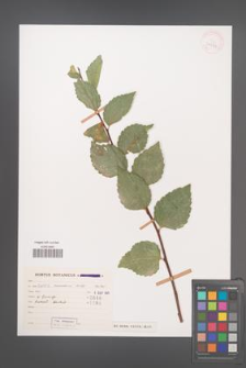 Celtis caucasica [KOR 31976]