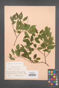 Celtis caucasica [KOR 24594]