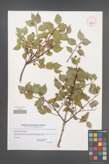 Celtis glabrata [KOR 44636]