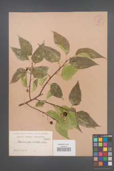 Celtis laevigata [KOR 54831]