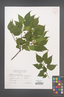 Celtis occidentalis [KOR 40439]