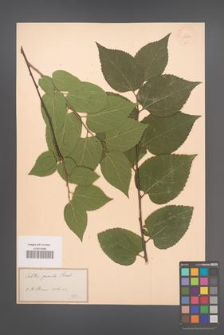Celtis pumila [KOR 33999]