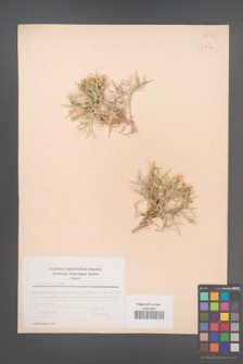 Centaurea spinosa [KOR 23616]