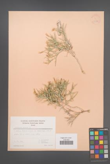 Centaurea spinosa [KOR 30123]