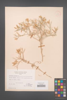 Centaurea spinosa [KOR 21321]