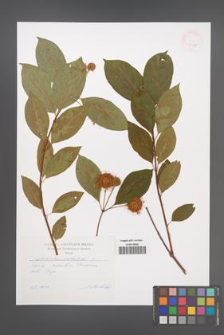 Cephalanthus occidentalis [KOR 47186]