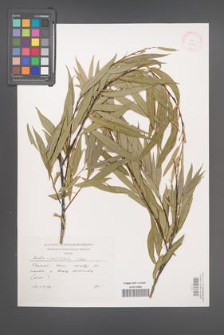 Salix acutifolia [KOR 38070]