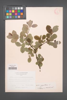 Salix aegyptiaca [KOR 18768]