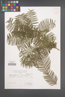 Cephalotaxus harringtonia [KOR 32147]