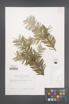 Cephalotaxus drupacea [KOR 38374]
