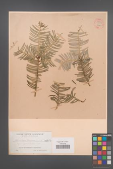 Cephalotaxus drupacea [KOR 54834]