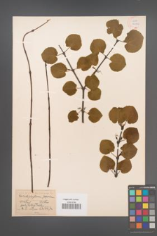 Cercidiphyllum japonicum [KOR 34170]