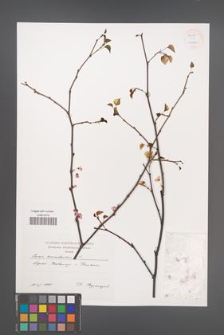 Cercis canadensis [KOR 54536]