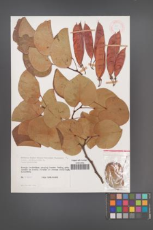 Cercis siliquastrum [KOR 21355]