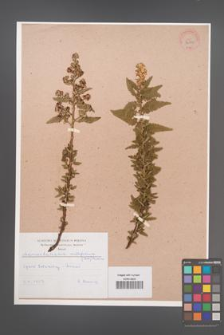 Chamaebatiaria millefolium [KOR 34062]