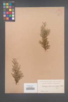 Chamaecyparis lawsoniana [KOR 807]