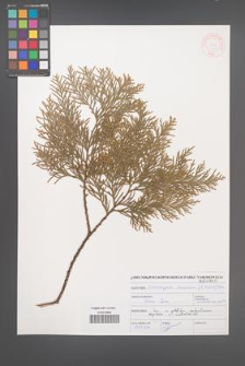 Chamaecyparis lawsoniana [KOR 46958]