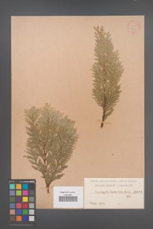 Chamaecyparis lawsoniana [KOR 813]
