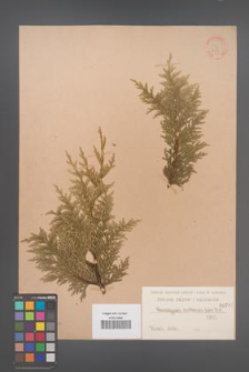 Chamaecyparis nootkaensis [KOR 797]