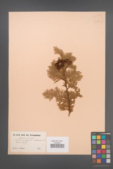 Chamaecyparis obtusa [KOR 24188]
