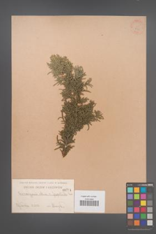 Chamaecyparis obtusa [KOR 794]
