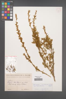 Chamaecytisus absinthioides [KOR 12671]