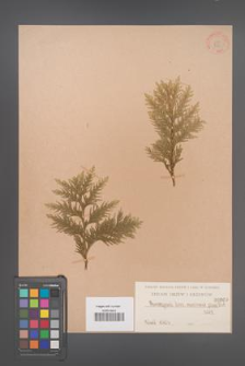 Chamaecyparis law. [lawsoniana] [KOR 809]