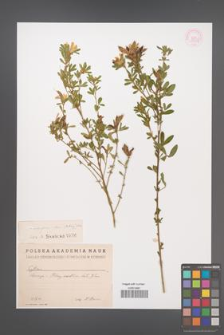 Chamaecytisus albus [KOR 12687]