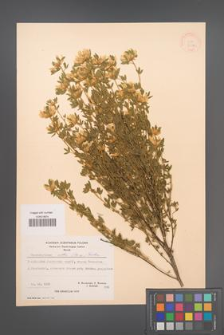 Chamaecytisus albus [KOR 21384]