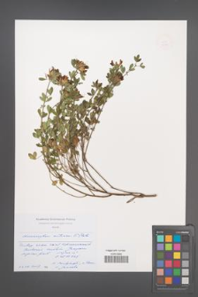 Chamaecytisus austriacus [KOR 49318]