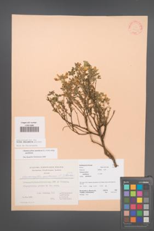 Chamaecytisus austriacus [KOR 22615]