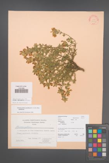 Chamaecytisus austriacus [KOR 22607]