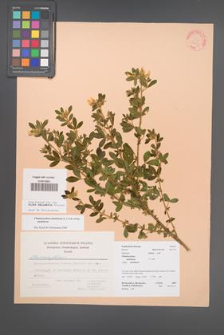 Chamaecytisus austriacus [KOR 22609]