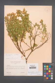 Chamaecytisus hirsutus [KOR 12714]