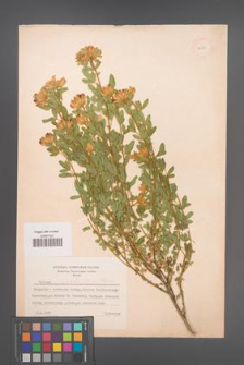 Chamaecytisus nejcefii [nejceffii] [KOR 54576]