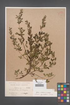 Cytisus ratisbonensis [KOR 54598]