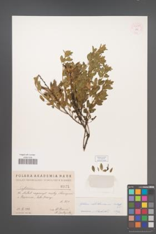 Cytisus ratisbonensis [KOR 54600]