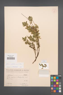 Cytisus ratisbonensis [KOR 54601]