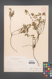 Cytisus ratisbonensis [KOR 3831]