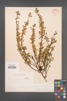 Cytisus ratisbonensis [KOR 3830]