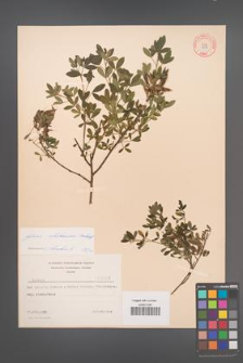 Cytisus ratisbonensis [KOR 3508]