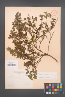 Cytisus ratisbonensis [KOR 3230]